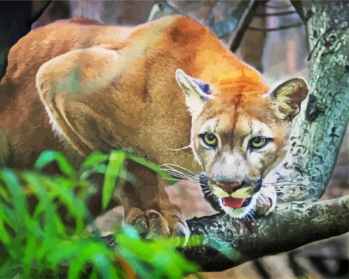 Cougar Big Wild Cat paint by numbers