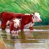 Cow And Calf In Water paint by numbers