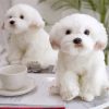 Cute Maltese paint by numbers