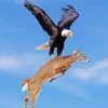 Eagle Hunting A Deer Paint by numbers
