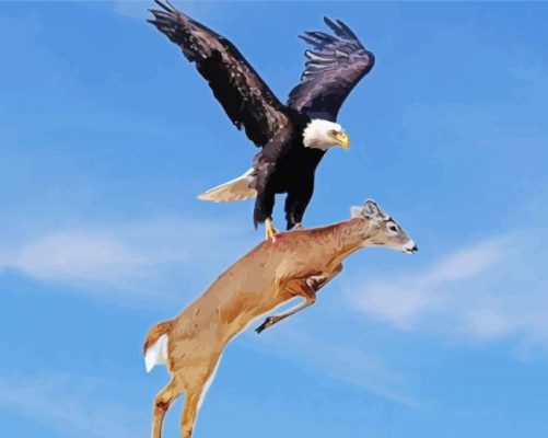 Eagle Hunting A Deer Paint by numbers