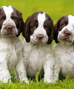 English Springer Spaniel Dogs paint by numbers