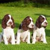 English Springer Spaniel Puppies paint by numbers