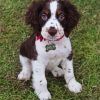 English Springer Spaniel Piant by numbers