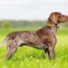 German Shorthaired Pointer Paint by numbers