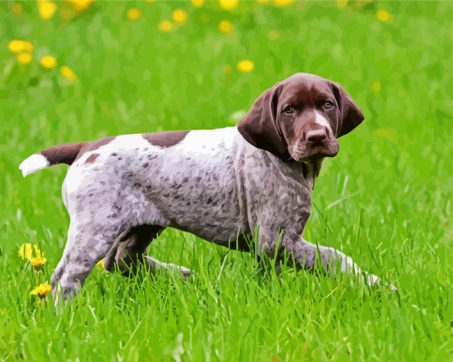 German Shorthaired Pointer Puppy Paint By Numbers - Numeral Paint Kit