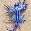 Glaucus Atlanticus paint by numbers