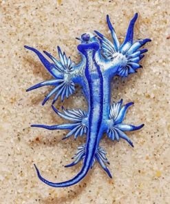 Glaucus Atlanticus paint by numbers