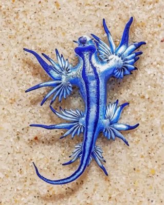 Glaucus Atlanticus paint by numbers