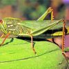 Green Insect Paint by numbers