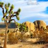 Joshua Tree National Park California paint by numbers