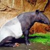 Malayan Tapir paint by numbers