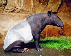 Malayan Tapir paint by numbers