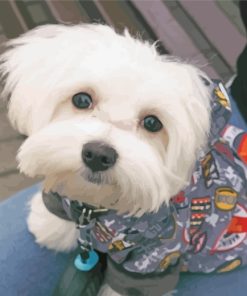 Maltese Dog Puppy paint by numbers