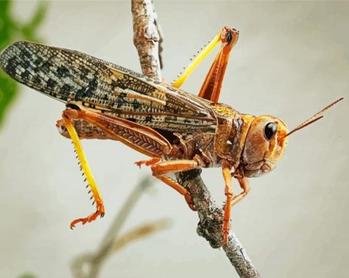 Migratory Locust Insect Paint by numbers
