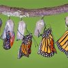 Monarch Butterfly Cycle Of Life paint by numbers