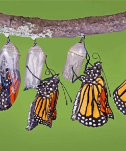 Monarch Butterfly Cycle Of Life paint by numbers