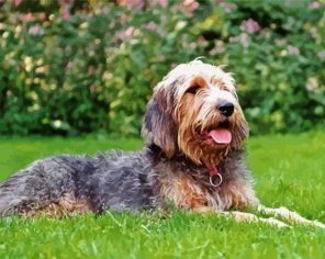 Otterhound Dog paint by numbers