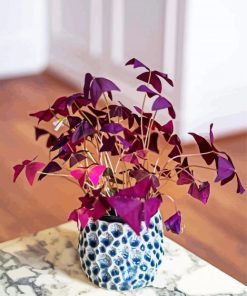 Oxalis Plant Pot paint by number