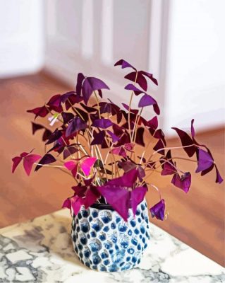 Oxalis Plant Pot paint by number