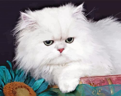 Persian Cat paint by number