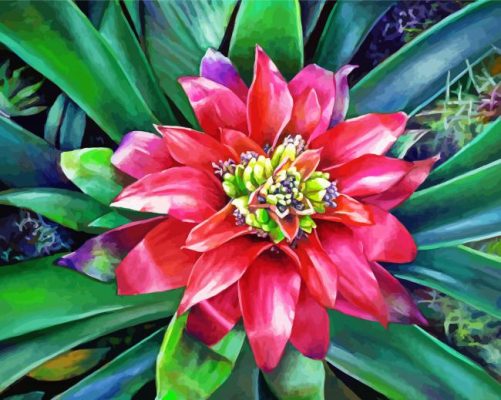 Pink Bromeliad Plant paint by numbers