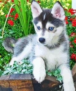 Pomsky Husky Paint by numbers