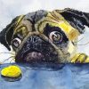 Pug With Cookie Art Paint by numbers