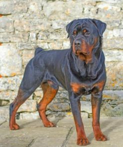 Rottweiler paint by numbers