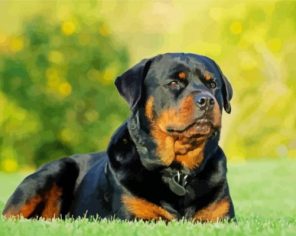 Rottweiler paint by numbers