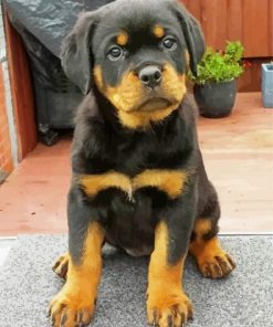Rottweiler Puppy paint by numbers