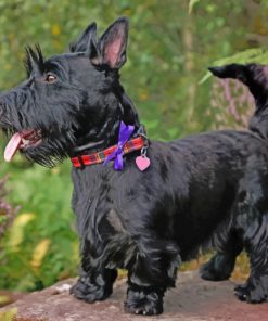 Scottish Terrier dog paint by number