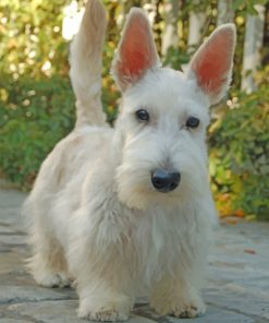 Scottish Terrier paint by number