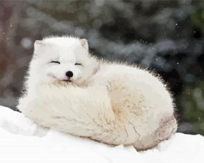 Sleepy Arctic Fox paint by numbers