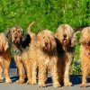 The Otterhound Dogs paint by numbers