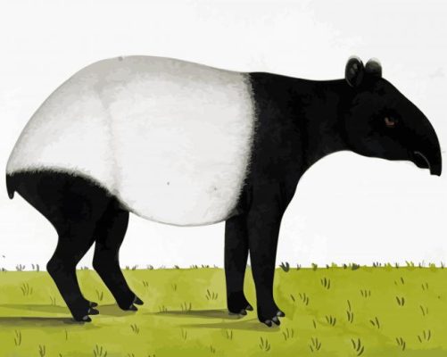 The Tapir Animal In Jungle paint by numbers