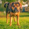The Puggle Dog paint by numbers