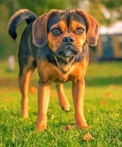 The Puggle Dog paint by numbers