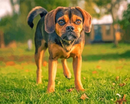 The Puggle Dog paint by numbers