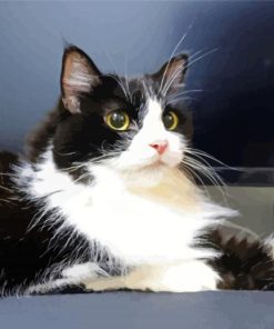 The Tuxedo Cat paint by number