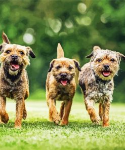 Three Border Terrier paint by numbers