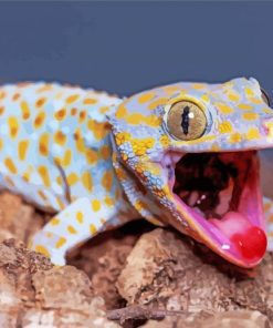 Tokay Gecko paint by numbers