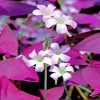 White Oxalis Flowers paint by number