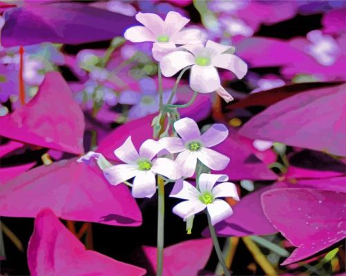 White Oxalis Flowers paint by number