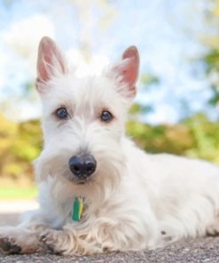 White Scottish Terrier paint by number