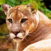 Aesthetic Cougar Animal paint by numbers