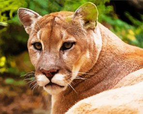Aesthetic Cougar Animal paint by numbers
