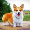 Aesthetic Corgi Pet paint by numbers