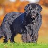 Black Newfoundland Dog paint by numbers