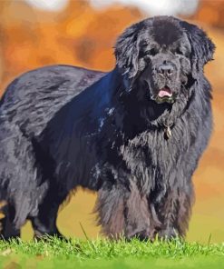 Black Newfoundland Dog paint by numbers